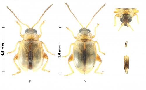 Réf. 267 287 : Aphthona nigriceps
